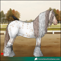 Horse Color:White Spotted Bay Dun Appaloosa 