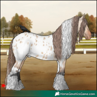 Horse Color:White Spotted Bay Dun Appaloosa 