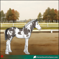 Horse Color:White Spotted Smoky Grullo Splash 