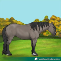 Horse Color:Grullo
