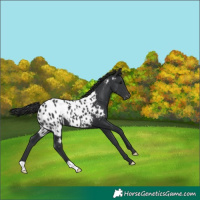 Horse Color:Black Blanket 