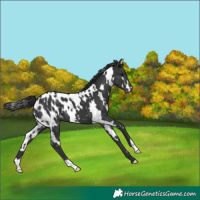 Horse Color:White Spotted Black Appaloosa