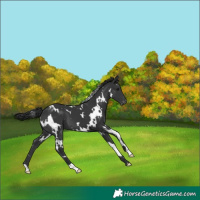 Horse Color:White Spotted Black Appaloosa 