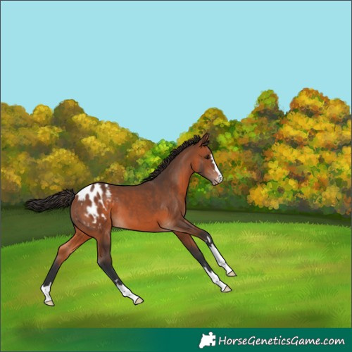 Horse Color:Bay Blanket 