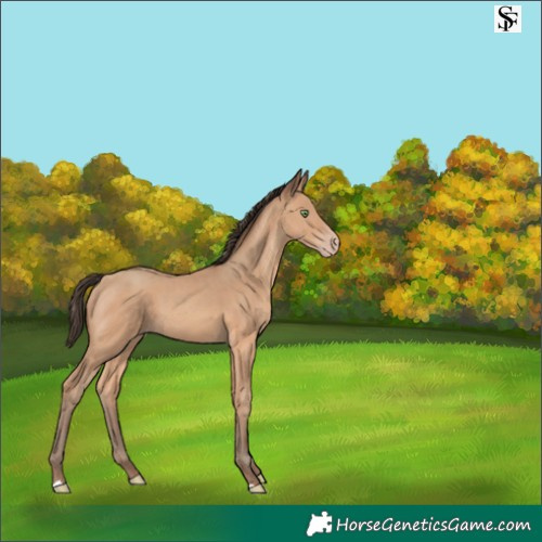 Horse Color:Amber Champagne 
