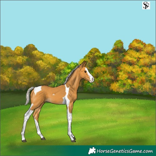 Horse Color:Silver Buckskin Splash Tobiano 