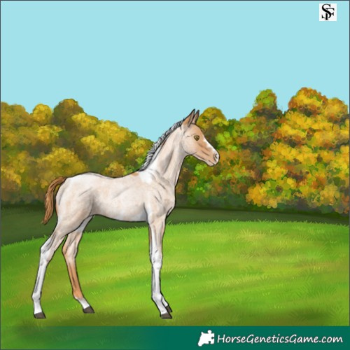 Horse Color:Red Roan Pearl Tobiano Frame 