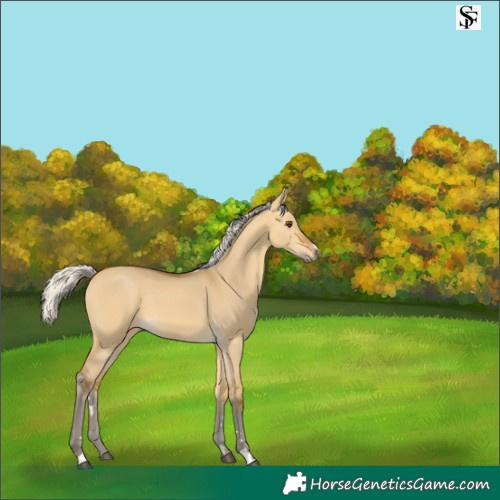 Horse Color:Silver Buckskin Dun 