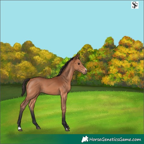 Horse Color:Bay 