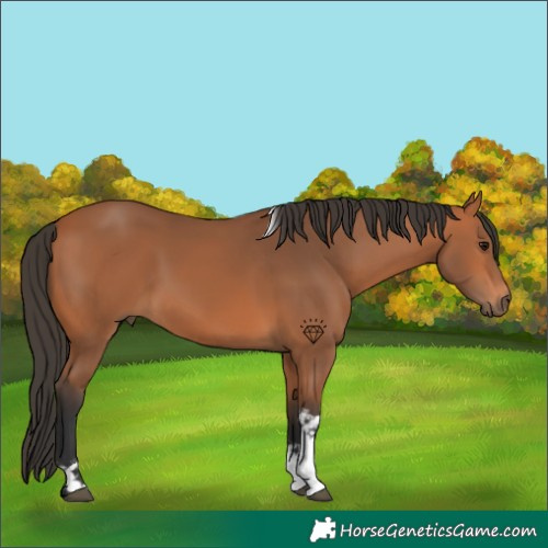 Horse Color:Bay Tobiano 