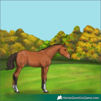 Horse Color:Bay Tobiano