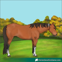 Horse Color:Bay Tobiano 
