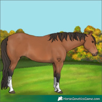 Horse Color:Bay Tobiano