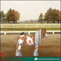 Horse Color:White Spotted Chestnut 