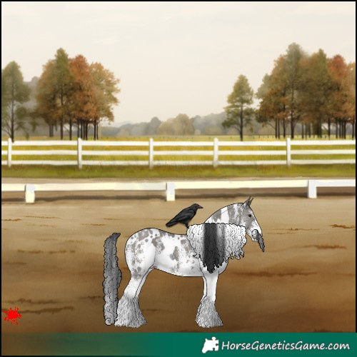 Horse Color:White Spotted Grullo 