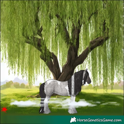 Horse Color:Smoky Grullo Roan Tobiano 