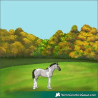 Horse Color:Smoky Grullo Roan Tobiano 