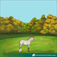 Horse Color:Red Dun Roan 