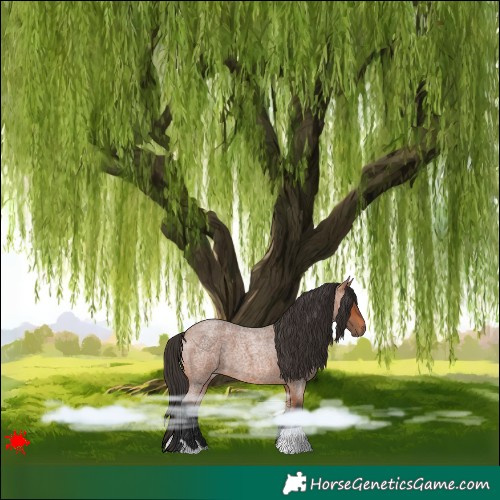 Horse Color:Bay Roan 