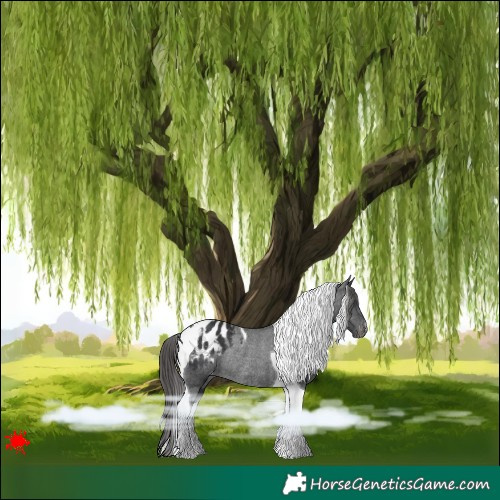 Horse Color:Black Tobiano Blanket Rabicano 