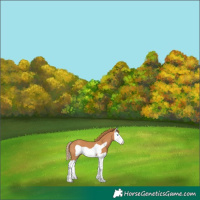 Horse Color:Chestnut Splash Frame 
