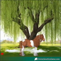 Horse Color:Chestnut Tobiano 