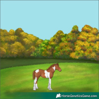 Horse Color:Chestnut Tobiano 