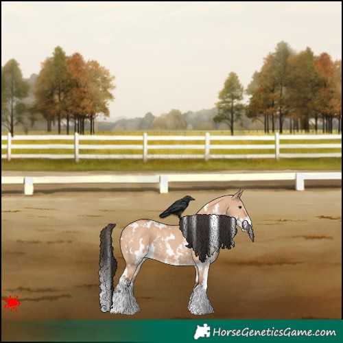 Horse Color:White Spotted Bay Dun Sabino 