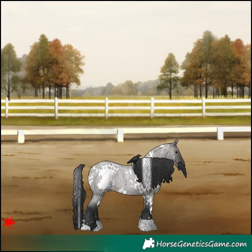 Horse Color:White Spotted Grullo Roan 