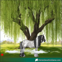 Horse Color:White Spotted Grullo Roan 