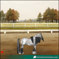 Horse Color:White Spotted Grullo Roan 