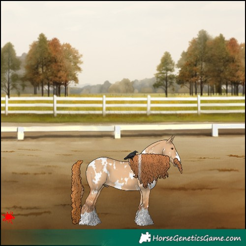 Horse Color:White Spotted Red Dun