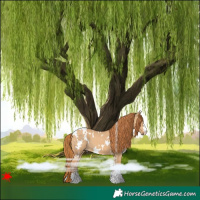 Horse Color:White Spotted Red Dun 