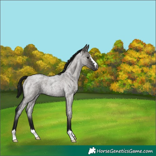 Horse Color:Gray Grullo Roan 