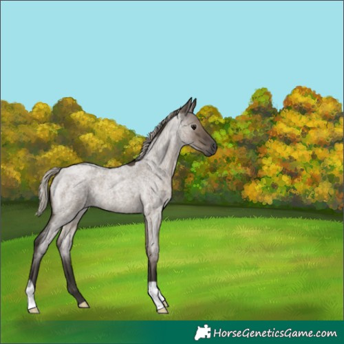 Horse Color:Gray Silver Grullo Roan