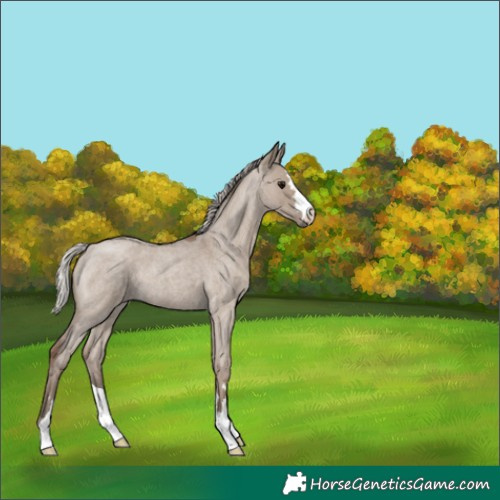 Horse Color:Silver Grullo Roan 