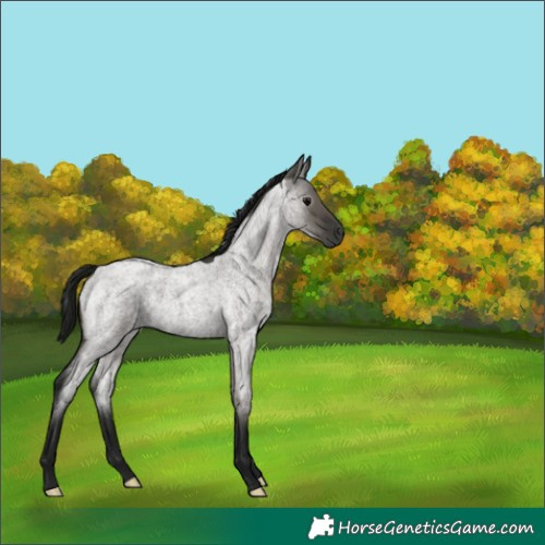 Horse Color:Gray Grullo Roan 
