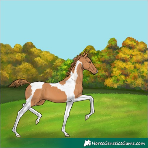 Horse Color:Chestnut Tobiano