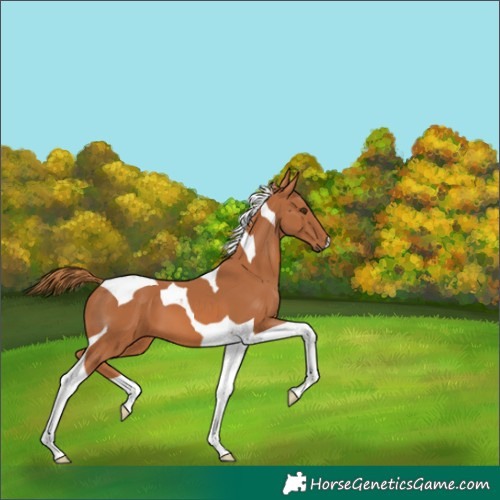 Horse Color:Chestnut Tobiano 