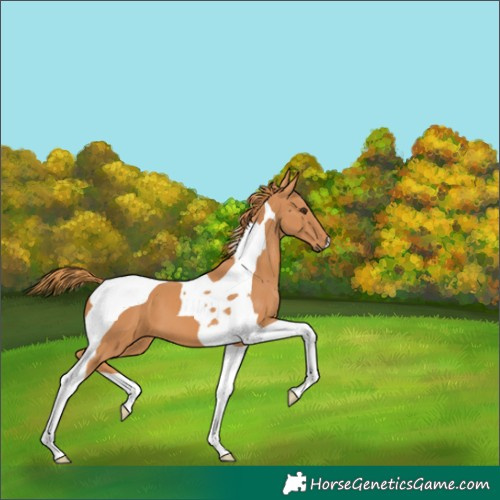 Horse Color:Chestnut Tobiano