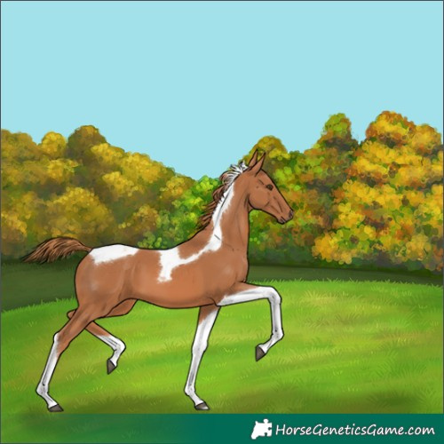 Horse Color:Chestnut Tobiano 