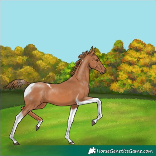 Horse Color:Chestnut Tobiano