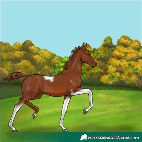 Horse Color:Chestnut Tobiano