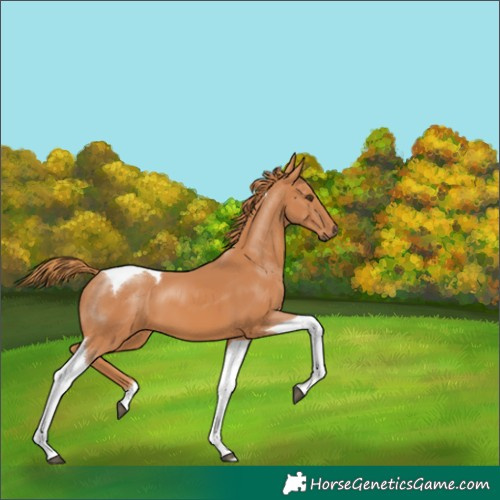 Horse Color:Chestnut Tobiano 