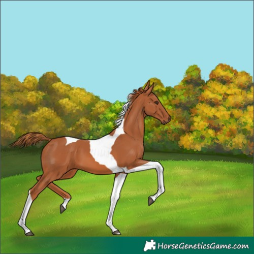 Horse Color:Chestnut Tobiano 
