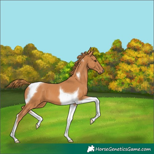 Horse Color:Chestnut Tobiano