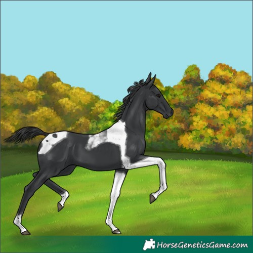 Horse Color:Black Tobiano 