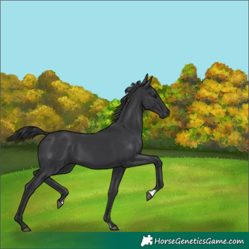 Horse Color:Black 