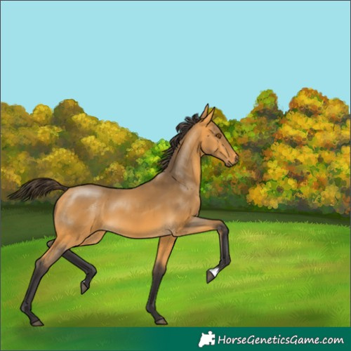 Horse Color:Buckskin 