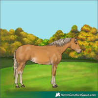 Horse Color:Palomino